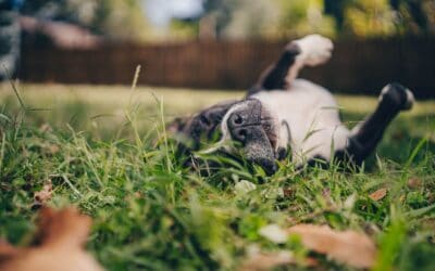Do Pets Help With Depression and Anxiety? What the Research Says